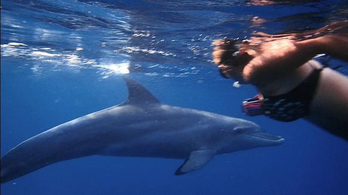 Dolphin in the Red Sea, Egypt