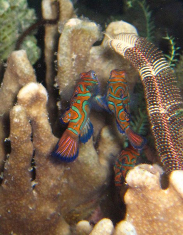 Mandarinfish (Synchiropus splendidus)