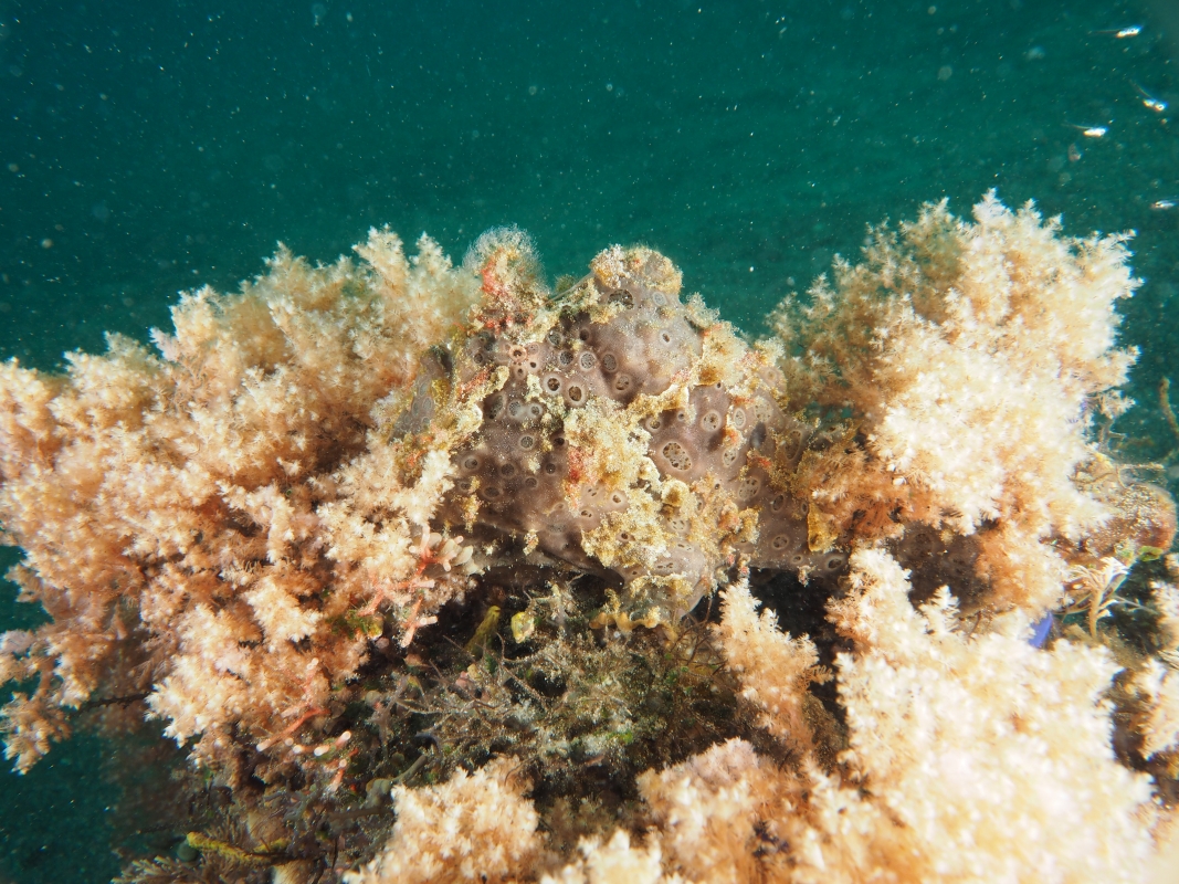 Painted Frogfish (Antennarius pictus)
