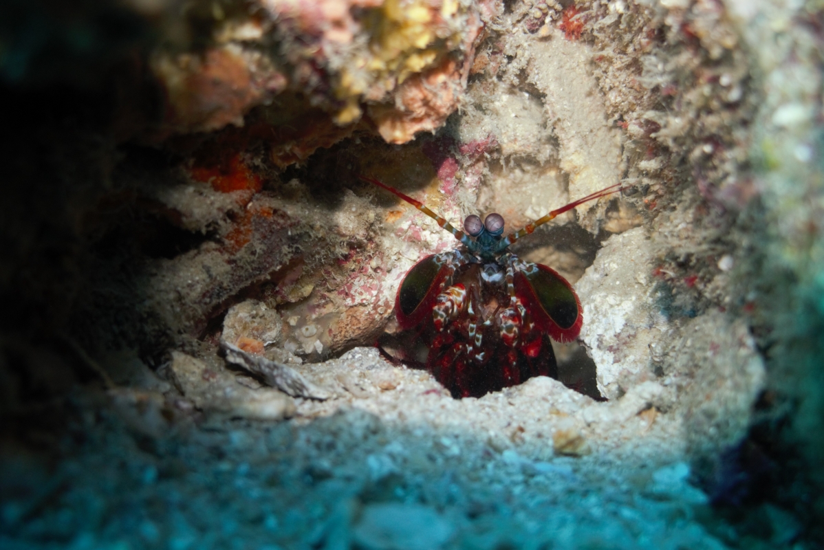 Peacock Mantis Shrimp