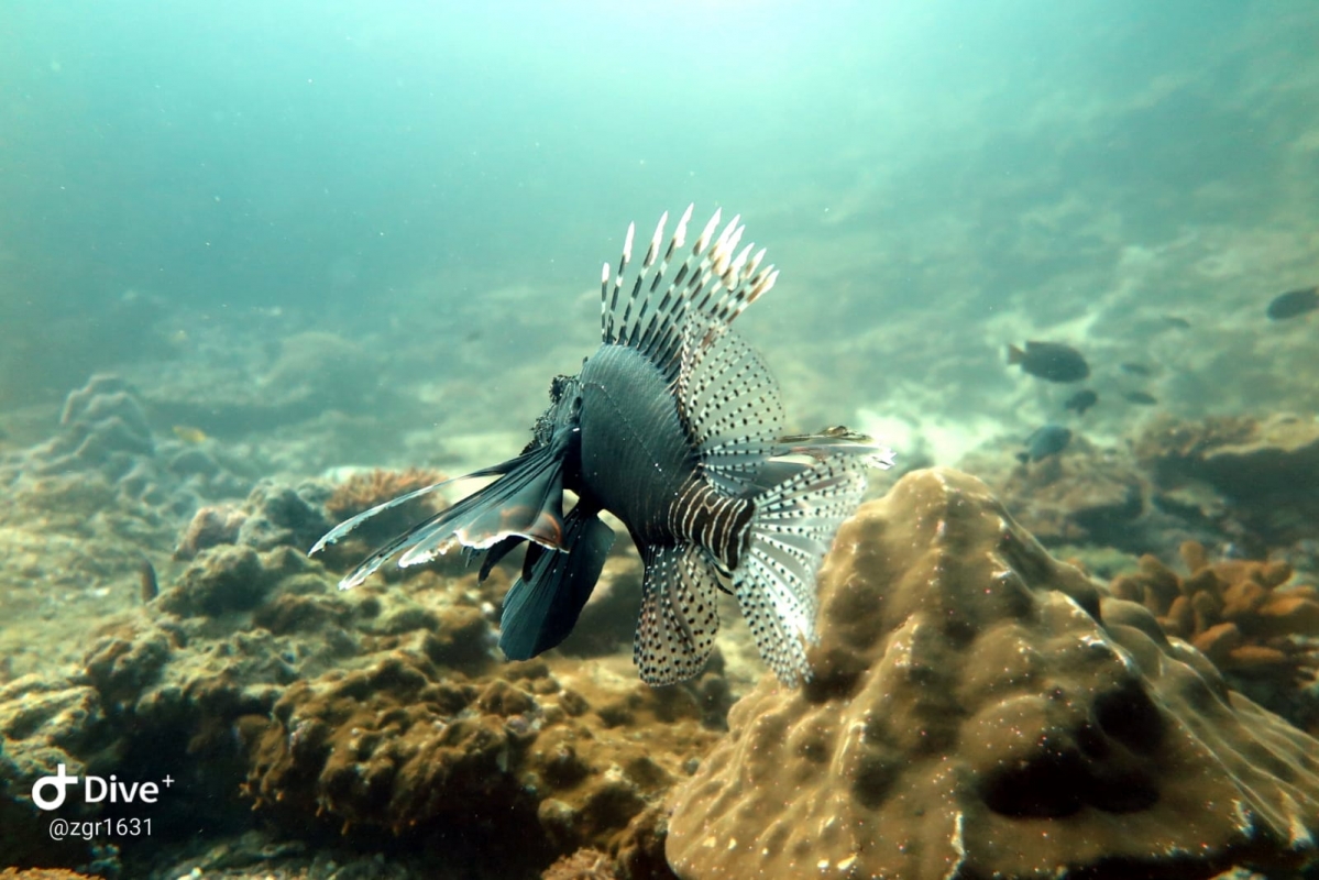 Dark Red Lionfish