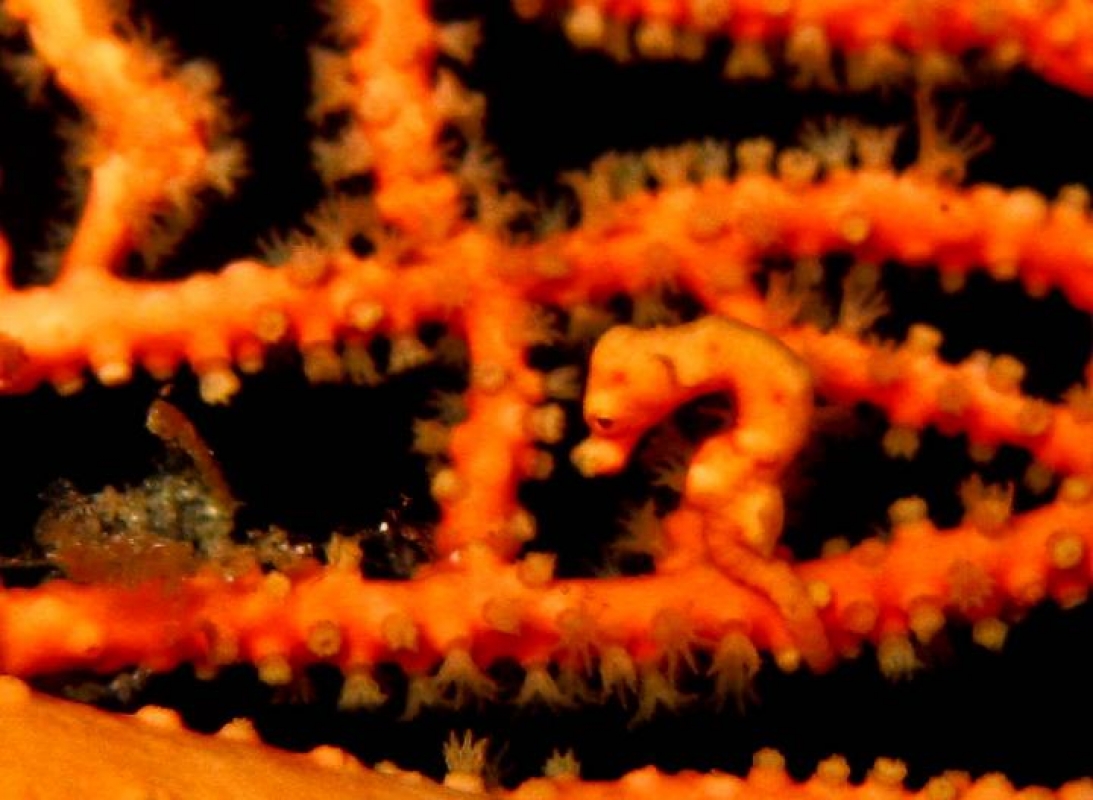 Pygmy Seahorse (Hippocampus bargibanti)