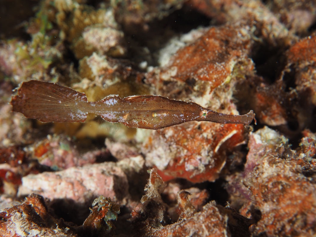 Robust Ghost Pipefish (Solenostomus cyanopterus) in Indonesia
