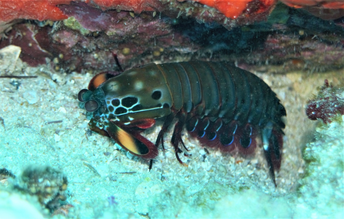 Peacock Mantis Shrimp (Odontodactylus scyllarus) at Richelieu Rock, Thailand