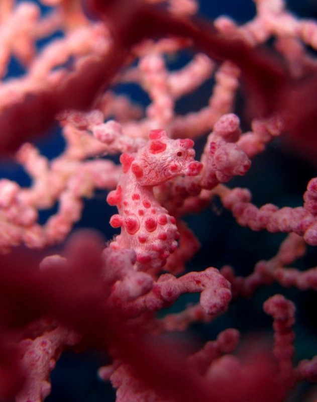 Pygmy Seahorse (Hippocampus bargibanti)