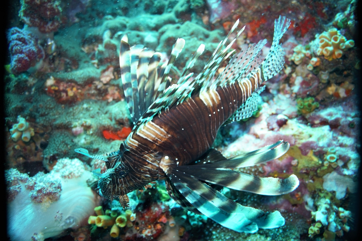 Black-Red-Lionfish-Pterois-volitans