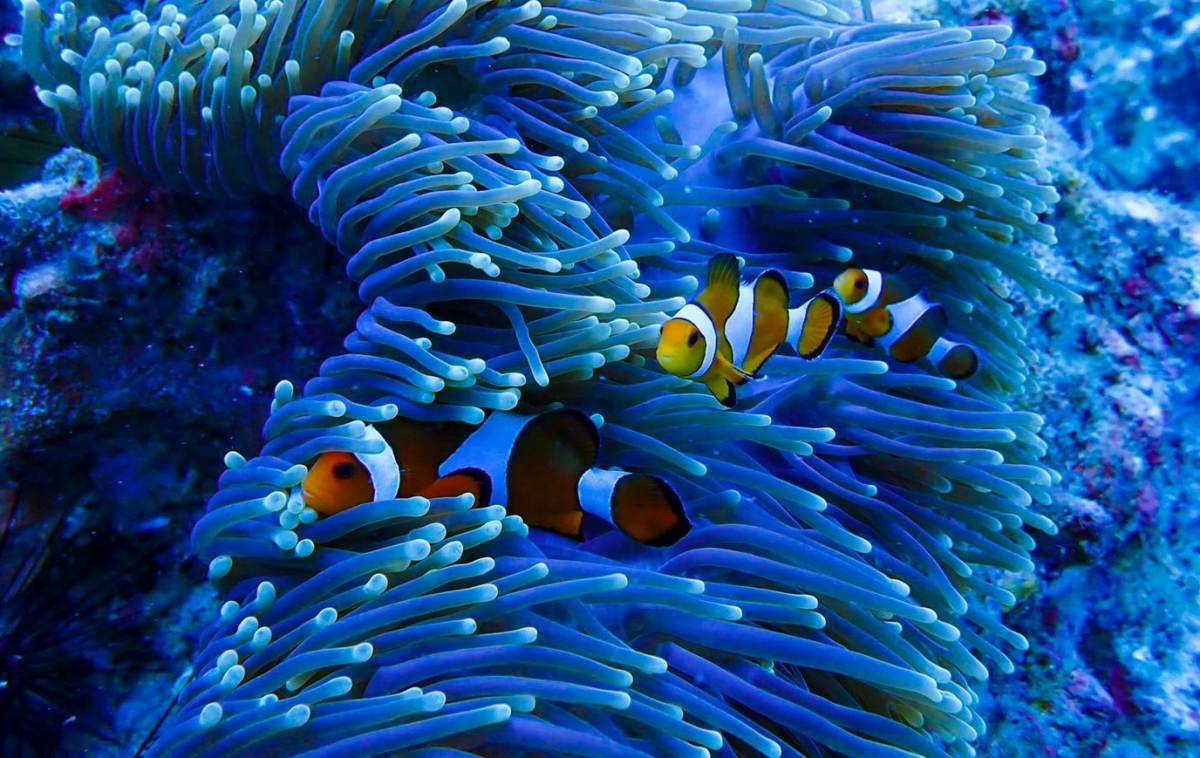 Clown Anemonefish at Koh Bida Nok, Koh Phi Phi