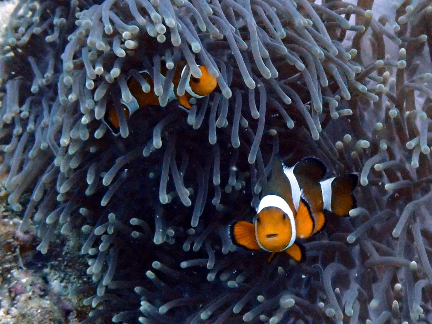 Clown Anemonefish at Koh Bida Nok, Koh Phi Phi