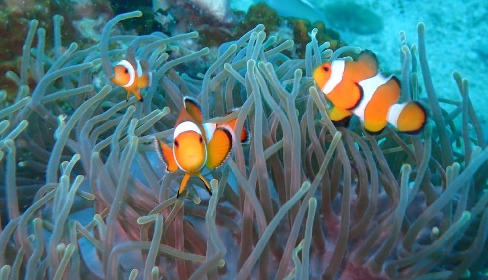 Clown Anemonefish at Koh Phi Phi