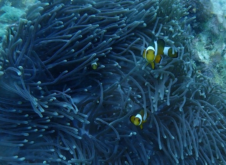 Clown Anemonefish at Koh Phi Phi