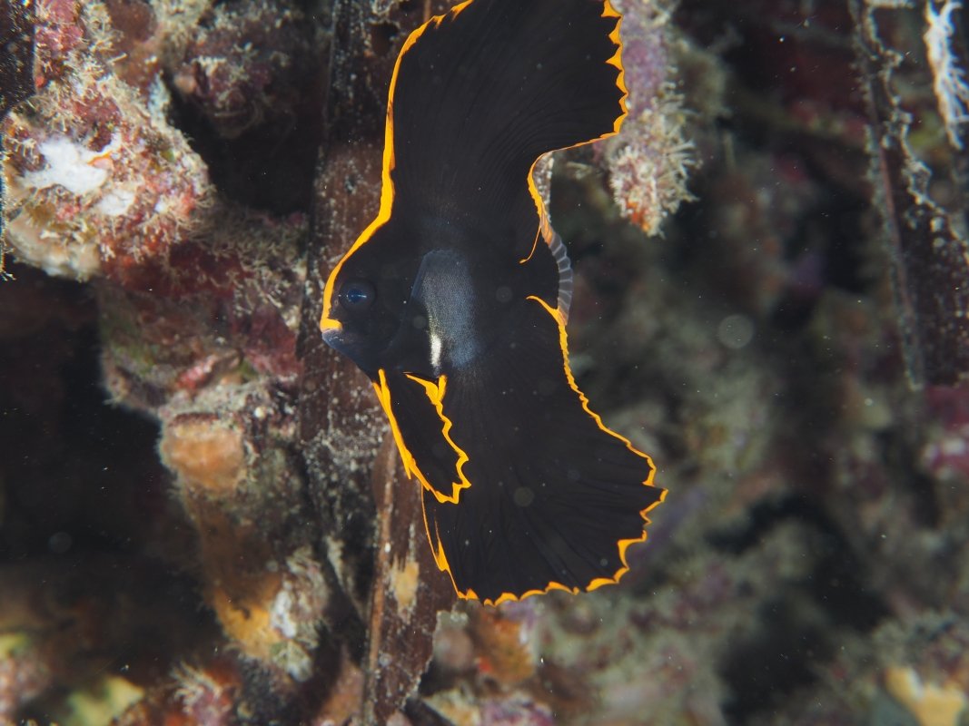 Juvenile Pinnate Batfish