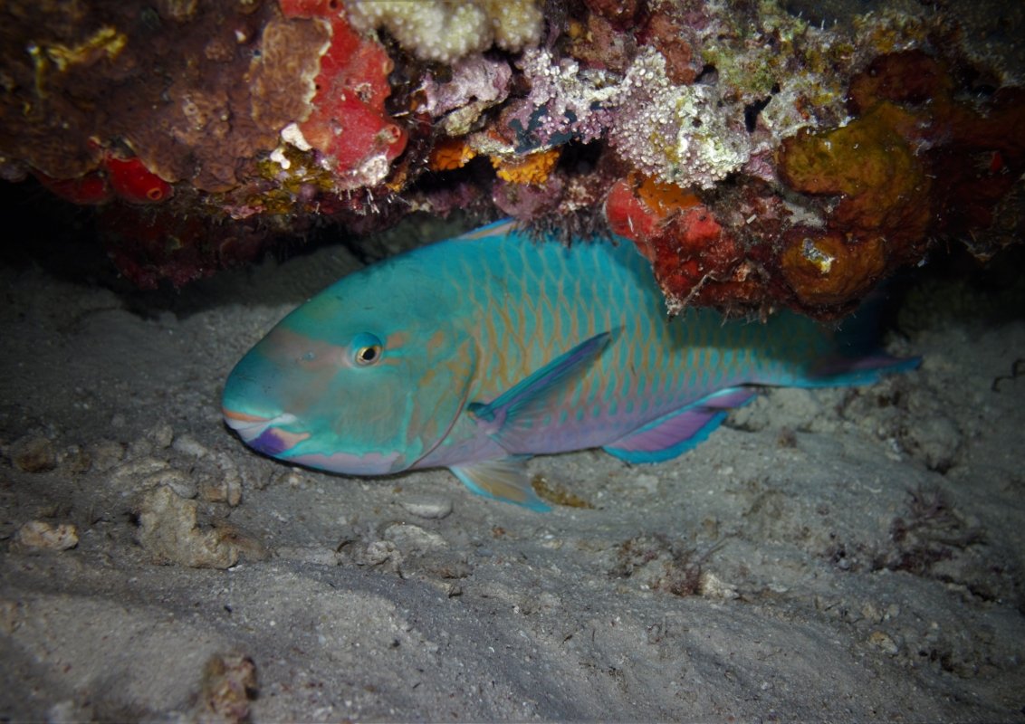 Parrotfish