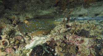 Bluespotted Stingray (Neotrygon khulii) Indonesia
