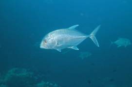 Giant Trevally Jack Jackfish (Caranx ignobilis)