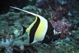 Moorish Idol swimming alone at Richelieu Rock, Thailand