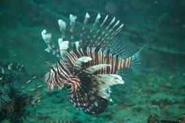 Red Lionfish