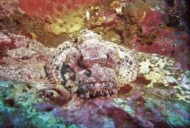 Scorpionfish