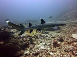 A whitetip Reef Shark swimming across the ref during the day.