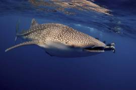 Whale Shark snorkelling with a Whale Shark