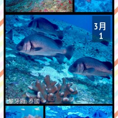 Kenny Luk Man Hoi MV Lapat Scuba Diving